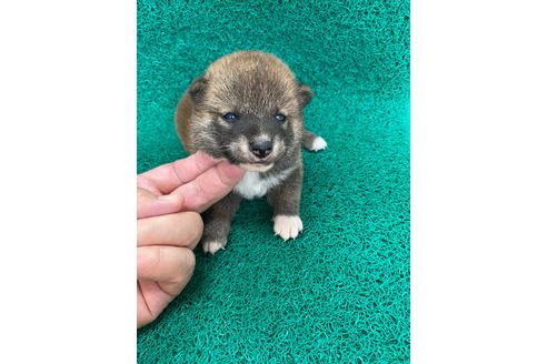 成約済の広島県の柴犬-107327