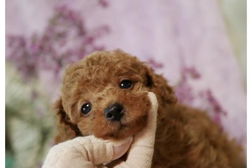 成約済の香川県のトイプードル-105224の2枚目