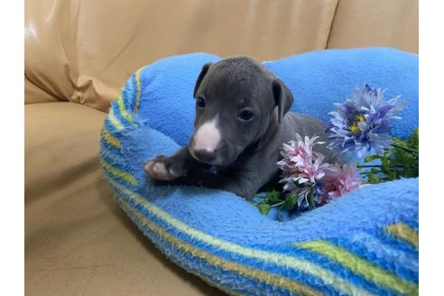 成約済の栃木県のイタリアングレーハウンド(イタグレ)-107331の6枚目