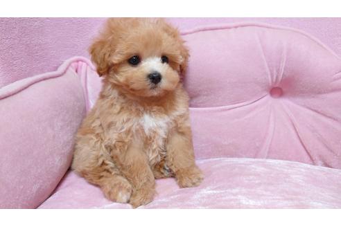 埼玉県のマルプー 女の子 07 30生まれ 短足でお鼻短めの可愛いマルプーちゃんです 子犬id ブリーダーナビ