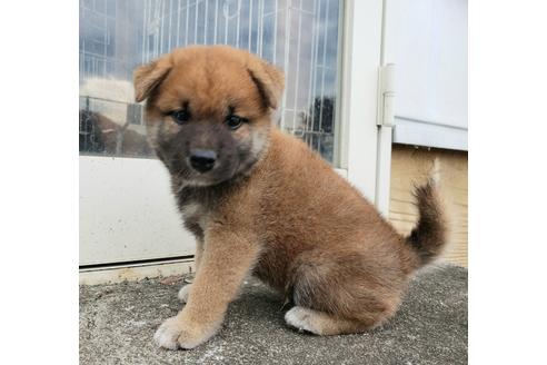 成約済の埼玉県の柴犬-107338の7枚目