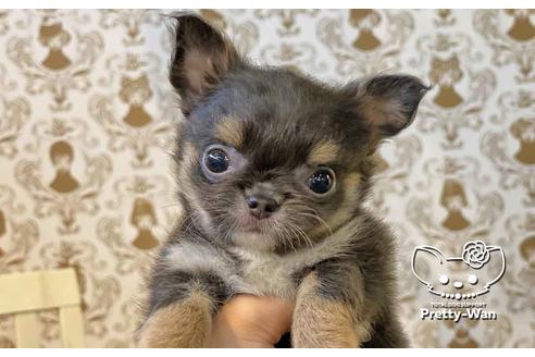 成約済の愛知県のチワワ(ロングコート)-107352の1枚目