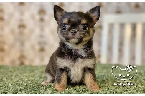 成約済の愛知県のチワワ(ロングコート)-107352の6枚目