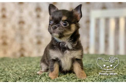 成約済の愛知県のチワワ(ロングコート)-107352の5枚目