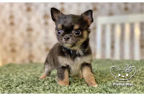 成約済の愛知県のチワワ(ロングコート)-107352の4枚目