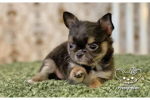 成約済の愛知県のチワワ(ロングコート)-107352の3枚目