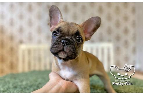 成約済の愛知県のフレンチブルドッグ-107355の1枚目