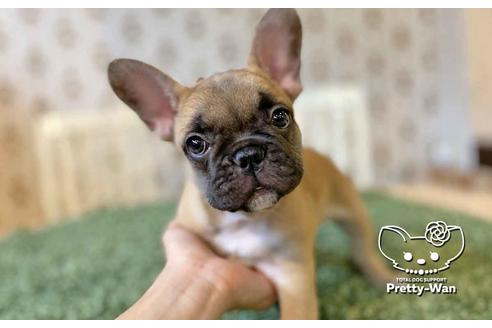 成約済の愛知県のフレンチブルドッグ-107355の4枚目