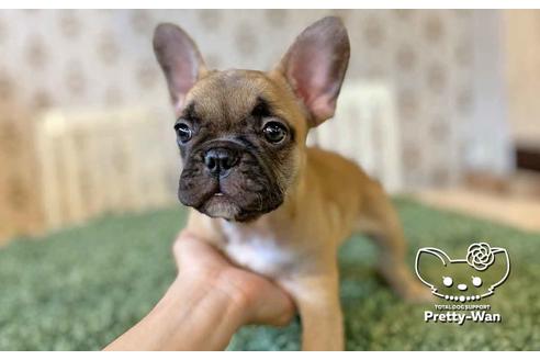 成約済の愛知県のフレンチブルドッグ-107355の5枚目