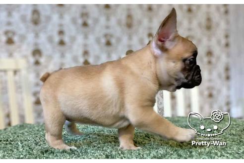 成約済の愛知県のフレンチブルドッグ-107355の3枚目