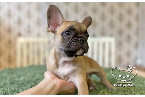 成約済の愛知県のフレンチブルドッグ-107355の2枚目