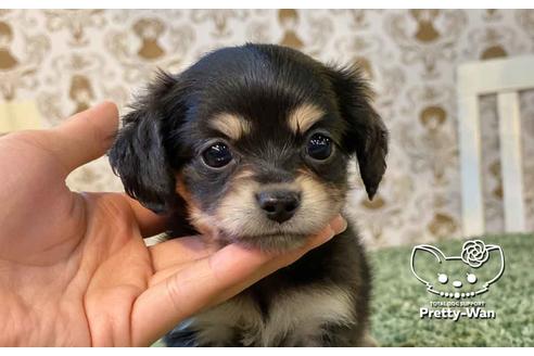 中部でチワックス:チワワ×ミニチュアダックスフンドの子犬を探す