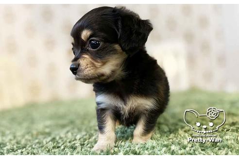 成約済の愛知県のチワックス:チワワ×ミニチュアダックスフンド-107356の5枚目