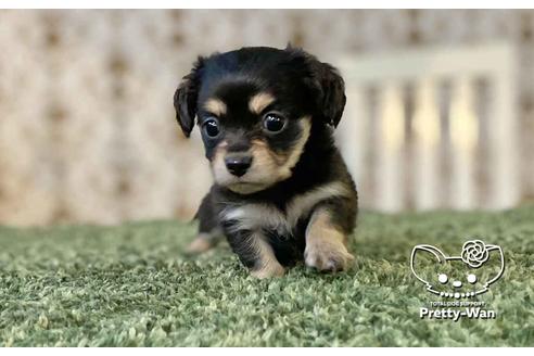 成約済の愛知県のチワックス:チワワ×ミニチュアダックスフンド-107356の4枚目