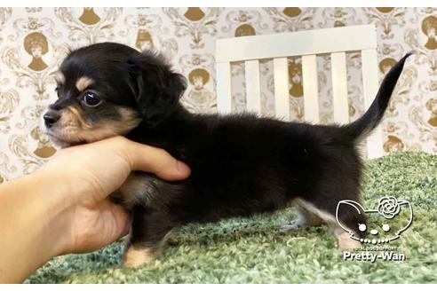 成約済の愛知県のチワックス:チワワ×ミニチュアダックスフンド-107356の3枚目