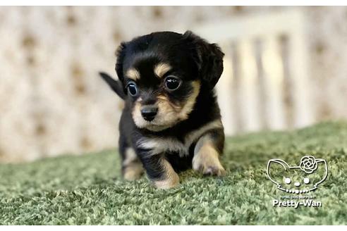 成約済の愛知県のチワックス:チワワ×ミニチュアダックスフンド-107356の2枚目