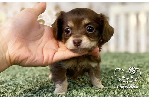 第一ネット 中部でチワックス:チワワ×ミニチュアダックスフンドの子犬を探す ハンドバッグ