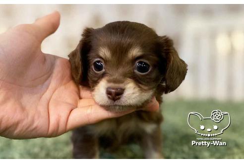 成約済の愛知県のチワックス:チワワ×ミニチュアダックスフンド-107357の6枚目