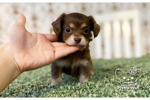 成約済の愛知県のチワックス:チワワ×ミニチュアダックスフンド-107357の4枚目