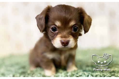 成約済の愛知県のチワックス:チワワ×ミニチュアダックスフンド-107357の3枚目