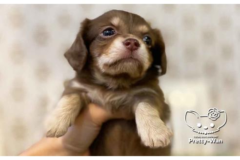 成約済の愛知県のチワックス:チワワ×ミニチュアダックスフンド-107357の2枚目