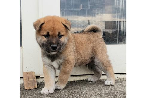 成約済の埼玉県の柴犬-107364の13枚目