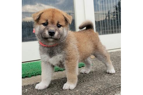 成約済の埼玉県の柴犬-107365の1枚目