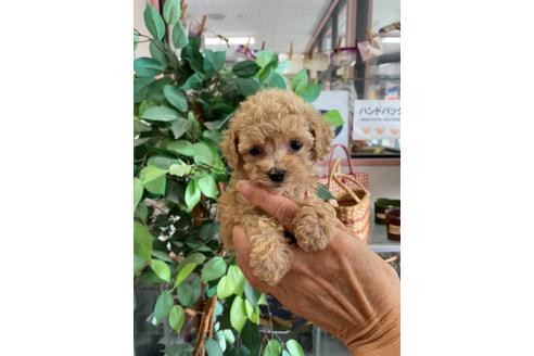 成約済の山梨県のタイニープードル-107392