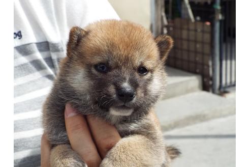 成約済の埼玉県の柴犬-107412の1枚目