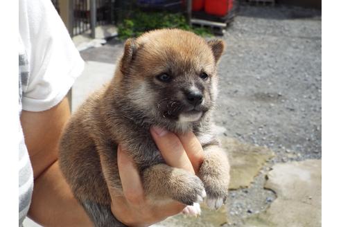 成約済の埼玉県の柴犬-107412の5枚目