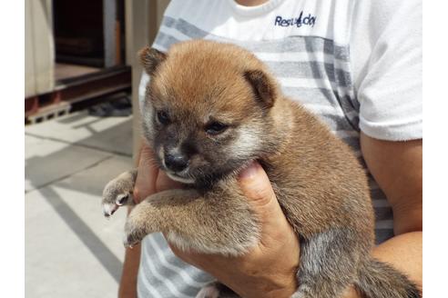 成約済の埼玉県の柴犬-107412の4枚目