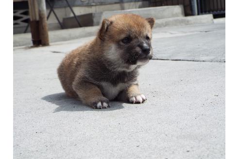 成約済の埼玉県の柴犬-107412の3枚目