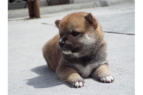 成約済の埼玉県の柴犬-107412の2枚目