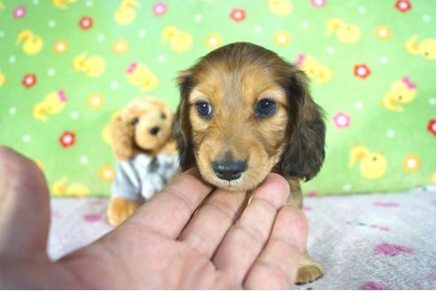 成約済の兵庫県のミニチュアダックスフンド(ロングヘアード)-104588の1枚目