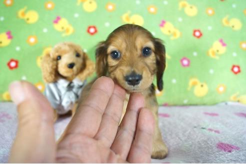 成約済の兵庫県のミニチュアダックスフンド(ロングヘアード)-104588の3枚目