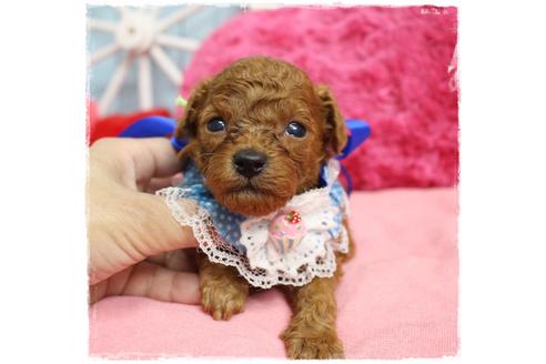 成約済の岡山県のトイプードル-106822の4枚目