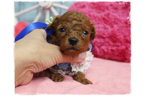 成約済の岡山県のトイプードル-106822