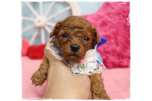 成約済の岡山県のトイプードル-106822の3枚目