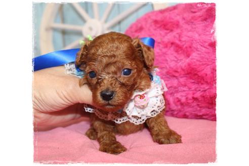 成約済の岡山県のトイプードル-106822の2枚目