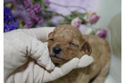 成約済の香川県のティーカッププードル-106650の1枚目