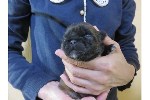 成約済の愛知県のペキニーズ-107458の15枚目