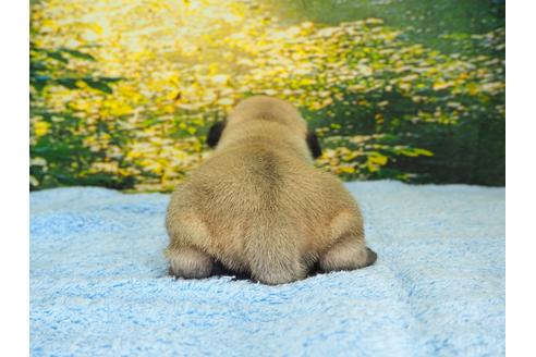 成約済の茨城県のパグ-107465の2枚目