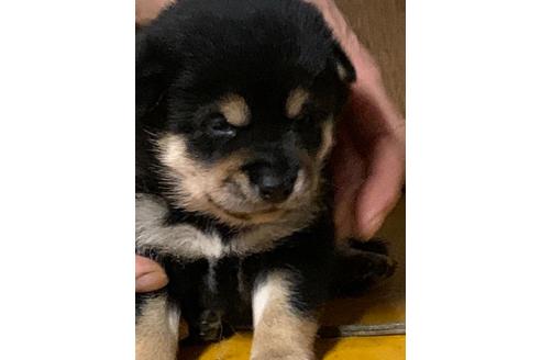 成約済の広島県の柴犬-107472