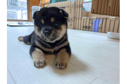 成約済の山梨県の柴犬-107489の1枚目