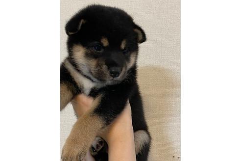 成約済の山梨県の柴犬-107489の4枚目