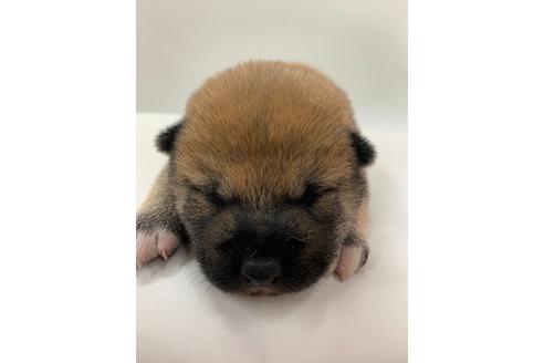 成約済の京都府の柴犬-107543の6枚目