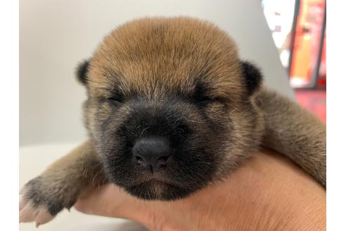 成約済の京都府の柴犬-107543の5枚目