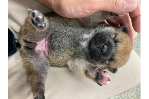 成約済の京都府の柴犬-107543の3枚目