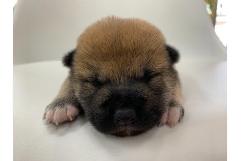 成約済の京都府の柴犬-107543の2枚目