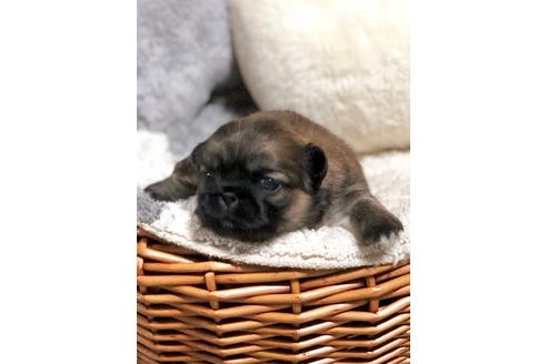 成約済の埼玉県のペキニーズ-106178の1枚目